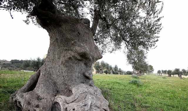 "Ulivo pensante": ecco la fotogallery del tesoro nascosto nelle campagne di Ginosa